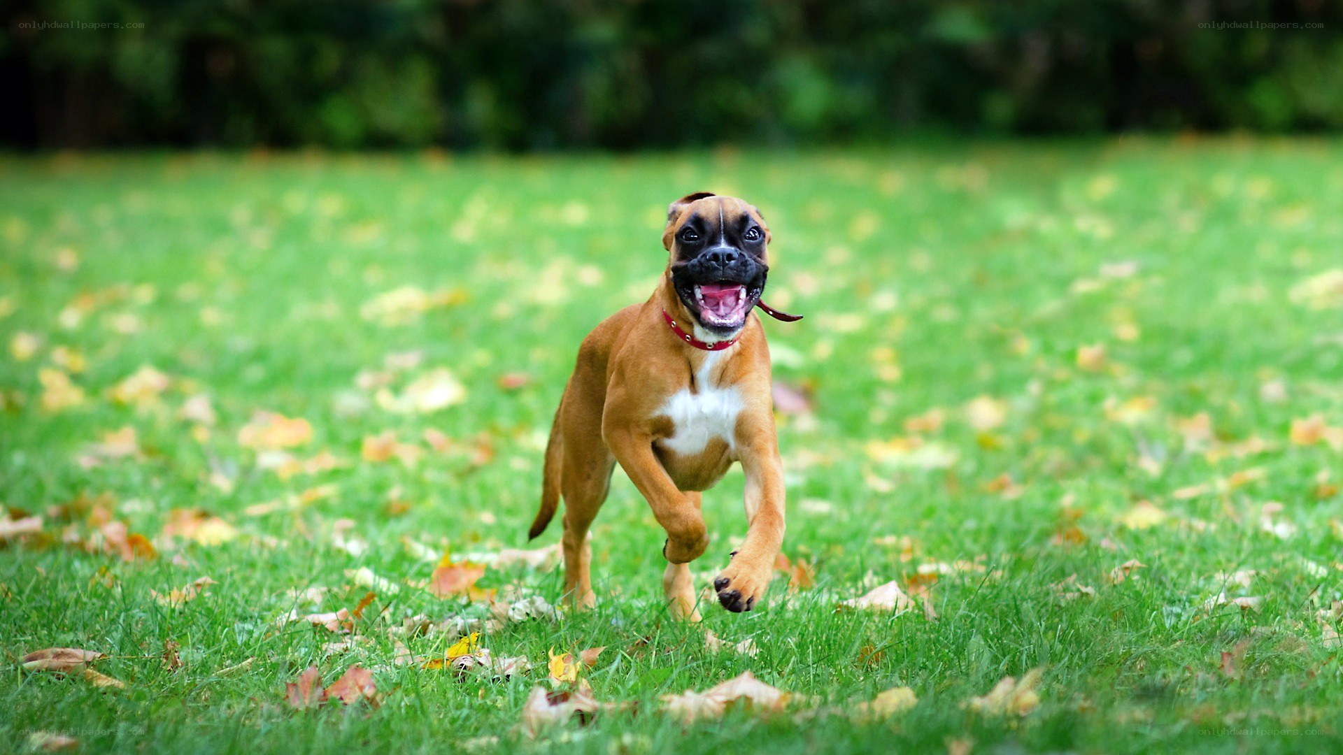 Boxer puppy running in grass