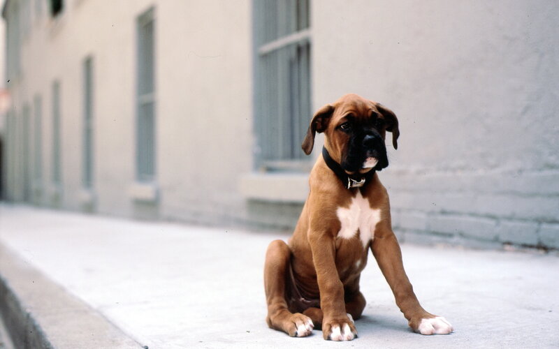 Boxer Puppy Sitting — Brown