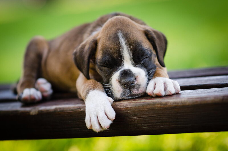 Boxer Puppy Sleeping