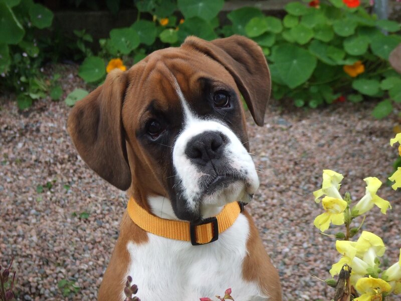 Boxer Puppy