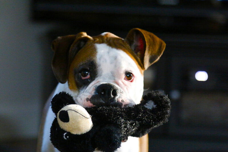 Boxer Puppy with Toy
