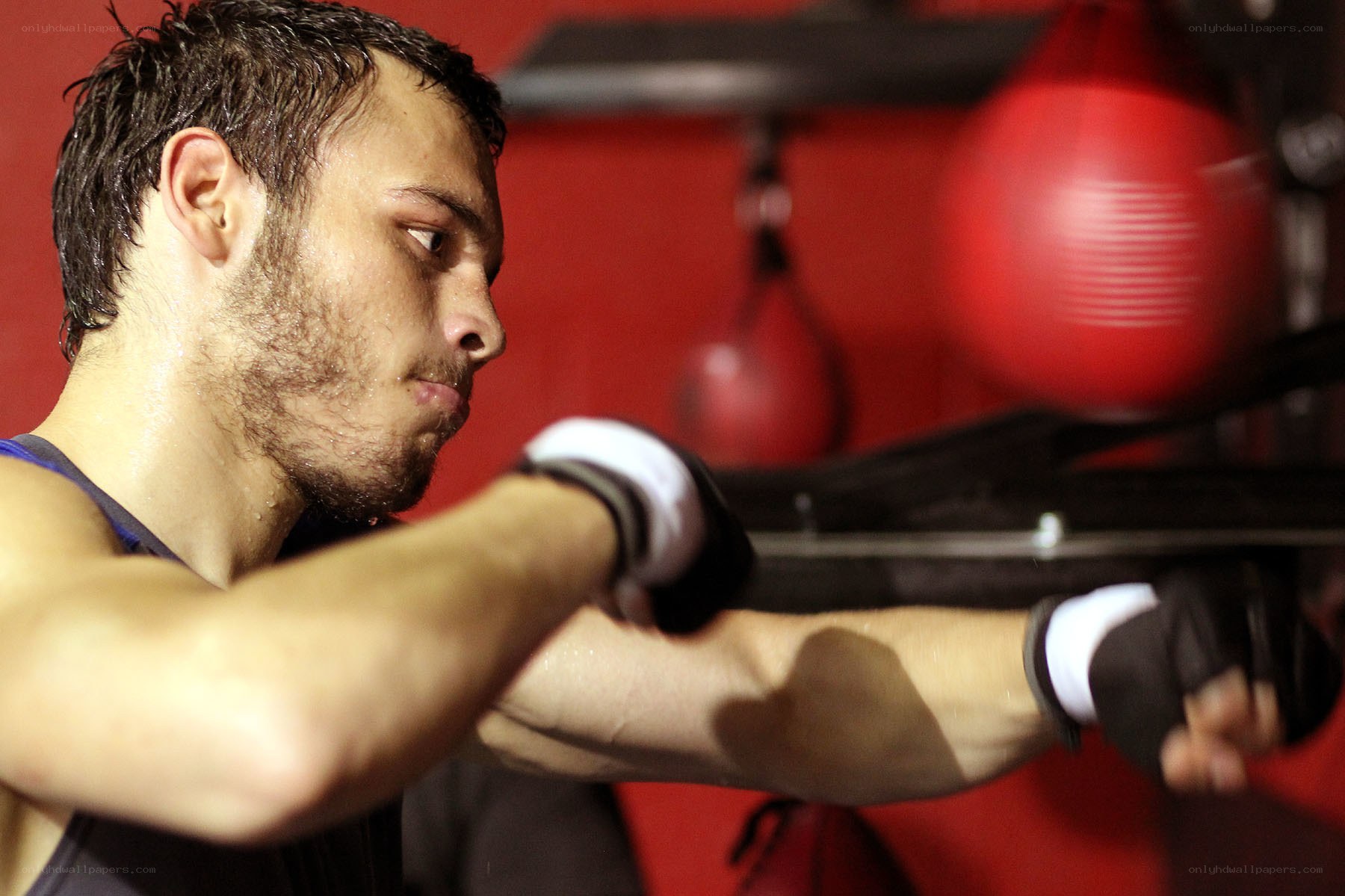 Boxer training in gym