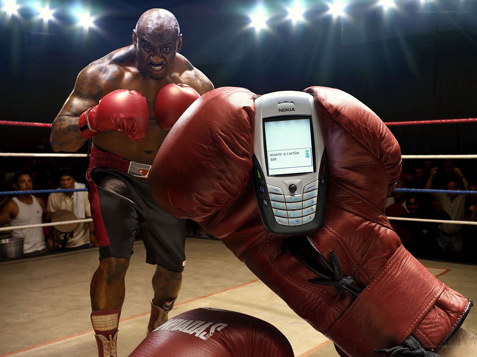 Boxer with phone in glove