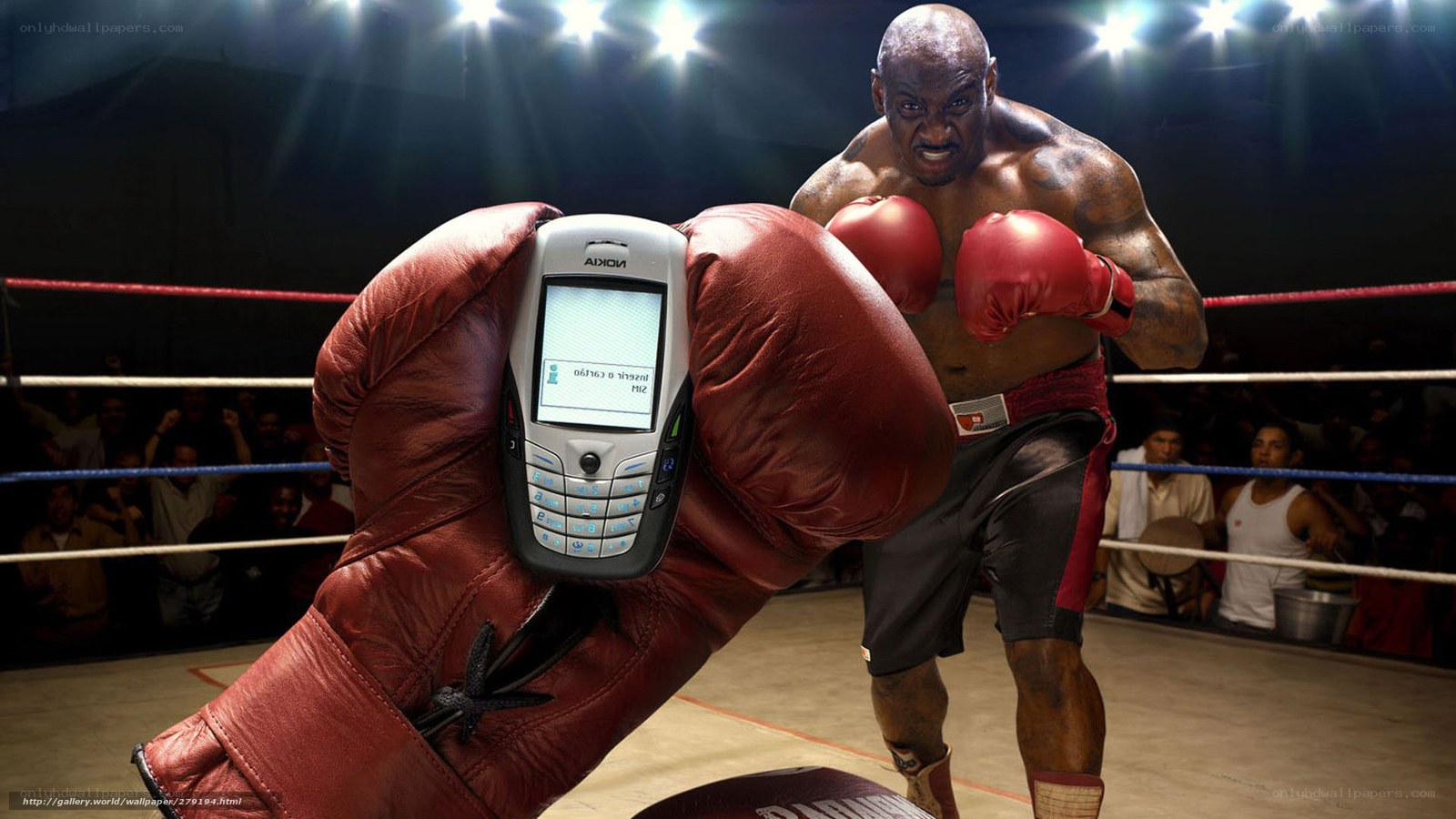 Boxer with phone in glove