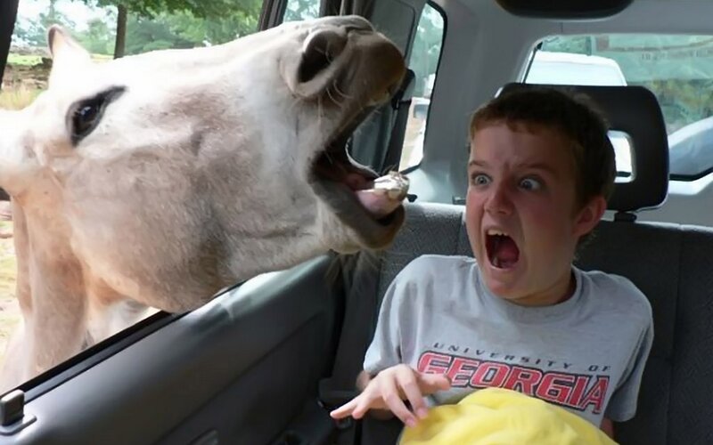 Boy and Camel in Car