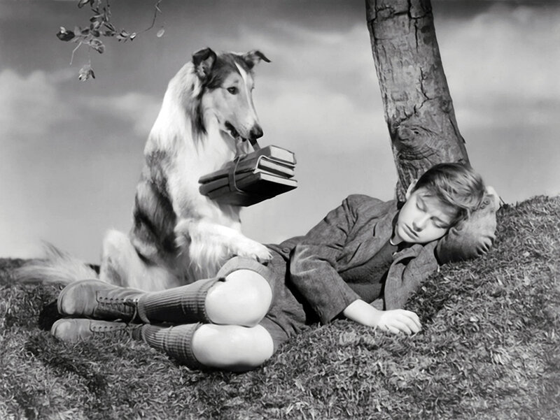 Boy and Collie Dog