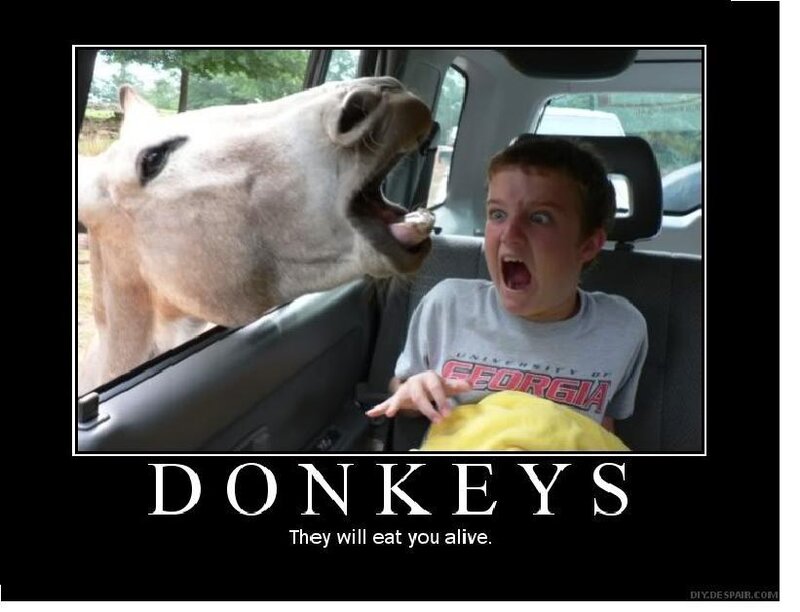 Boy and Donkey in Car