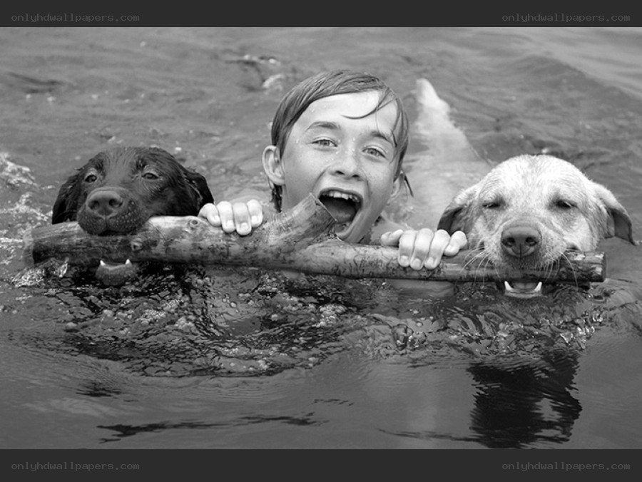 boy and two dogs swimming