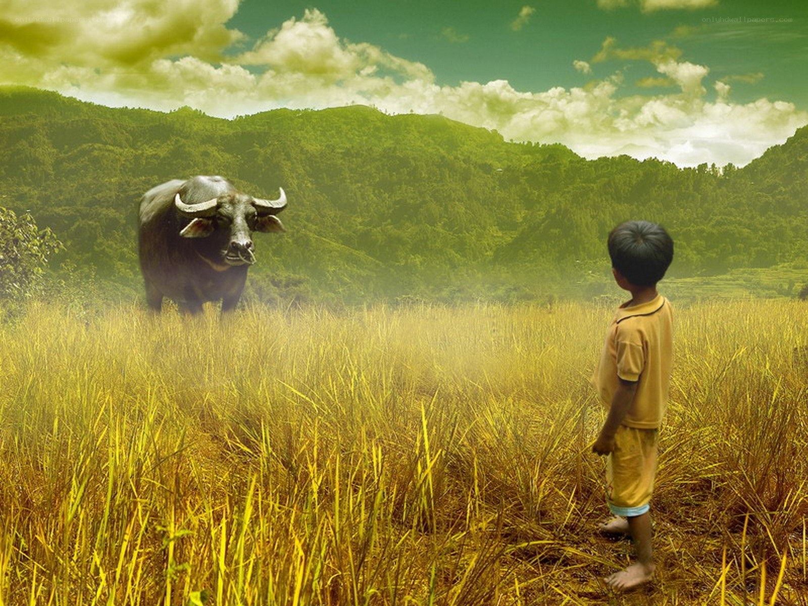Boy and water buffalo in field