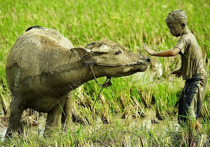 Boy and water buffalo in rice field