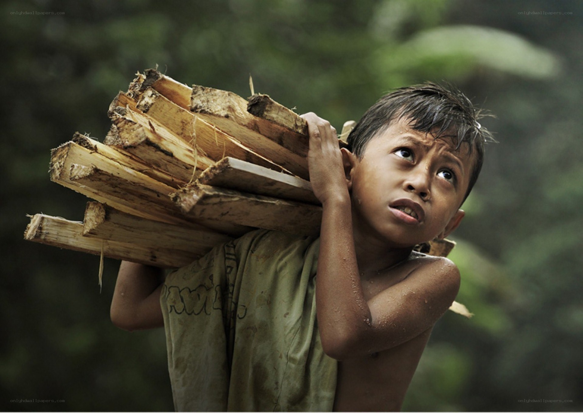 Boy carrying firewood