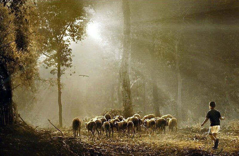 Boy Herding Sheep