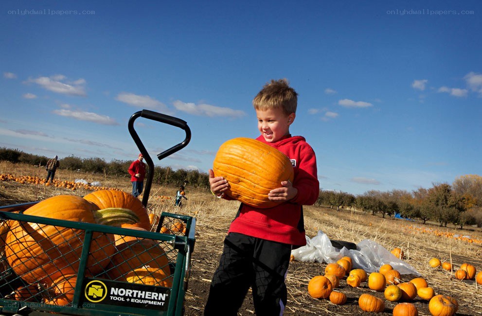 Boy holding pumpkin at farm