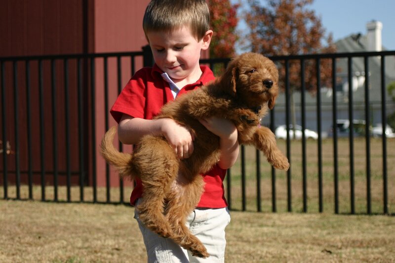 Boy Holding Puppy