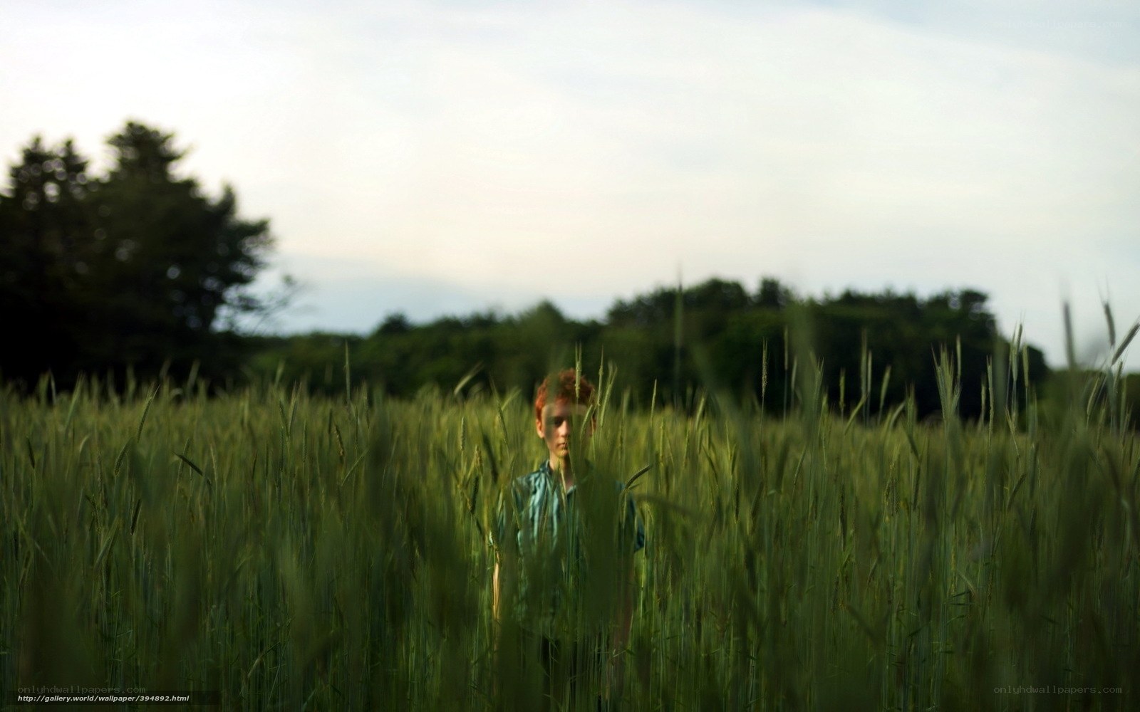 boy in a wheat field