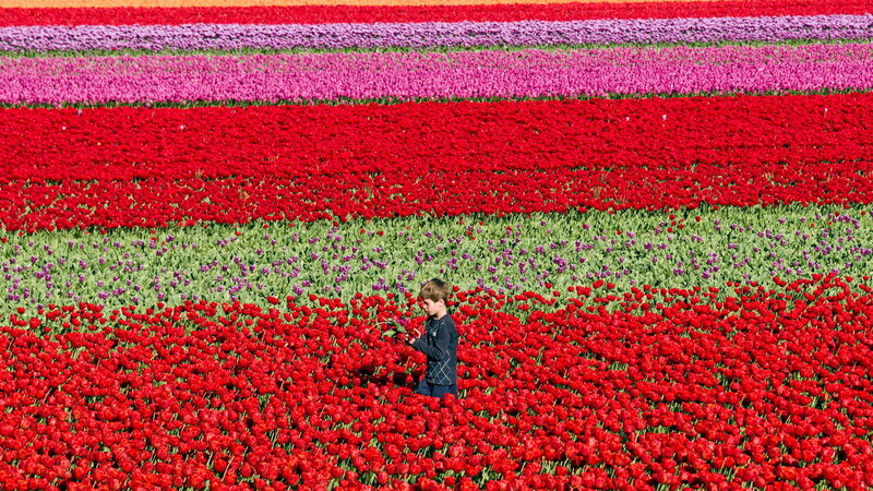 Boy in Flower Field