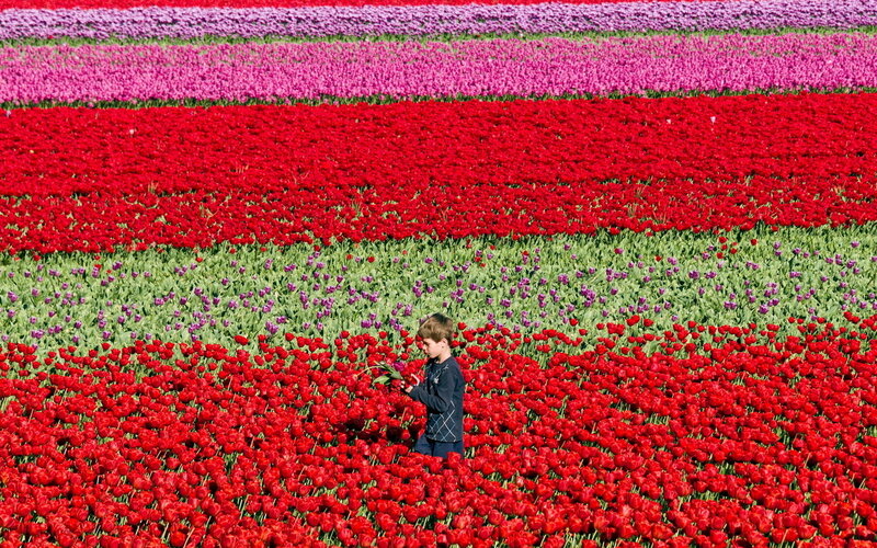 Boy in Tulip Field — Red