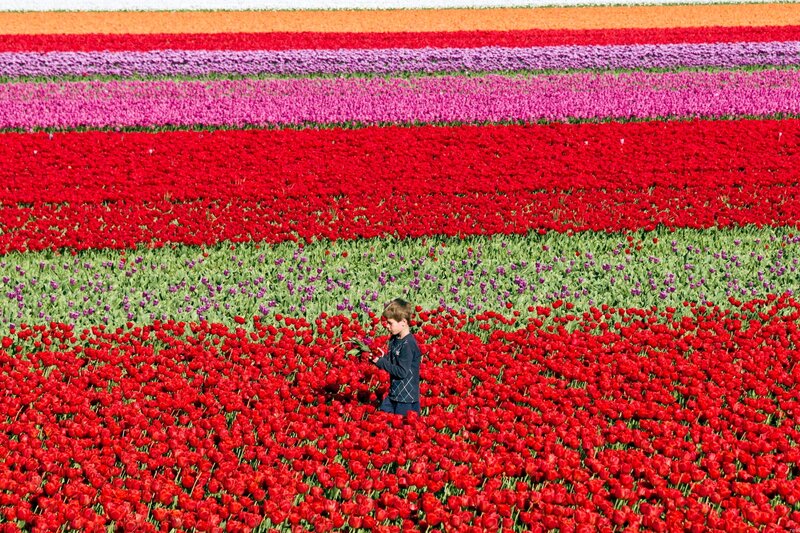 Boy in Tulip Field