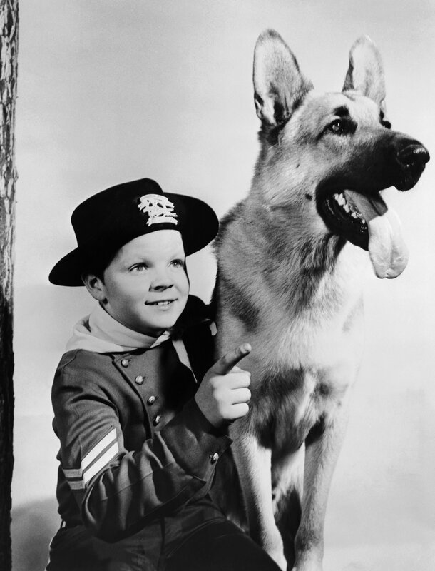 Boy in uniform with German Shepherd