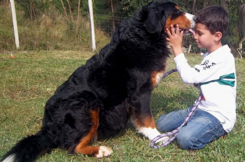 Boy Petting Bernese Mountain Dog