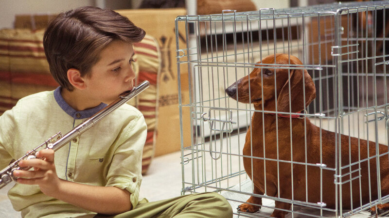 Boy playing flute for dog
