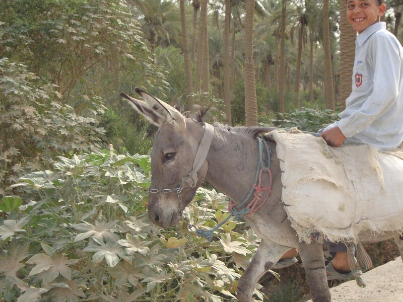 Boy Riding a Donkey — Green