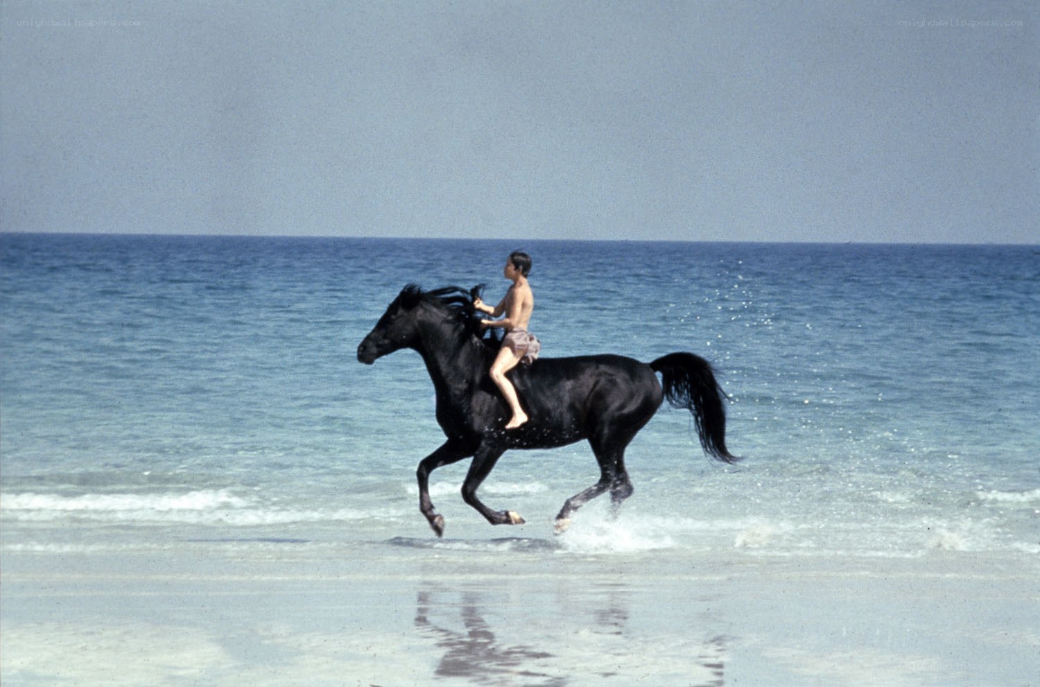 boy riding horse on beach