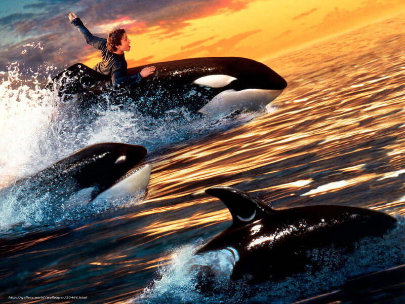 Boy riding orca whale