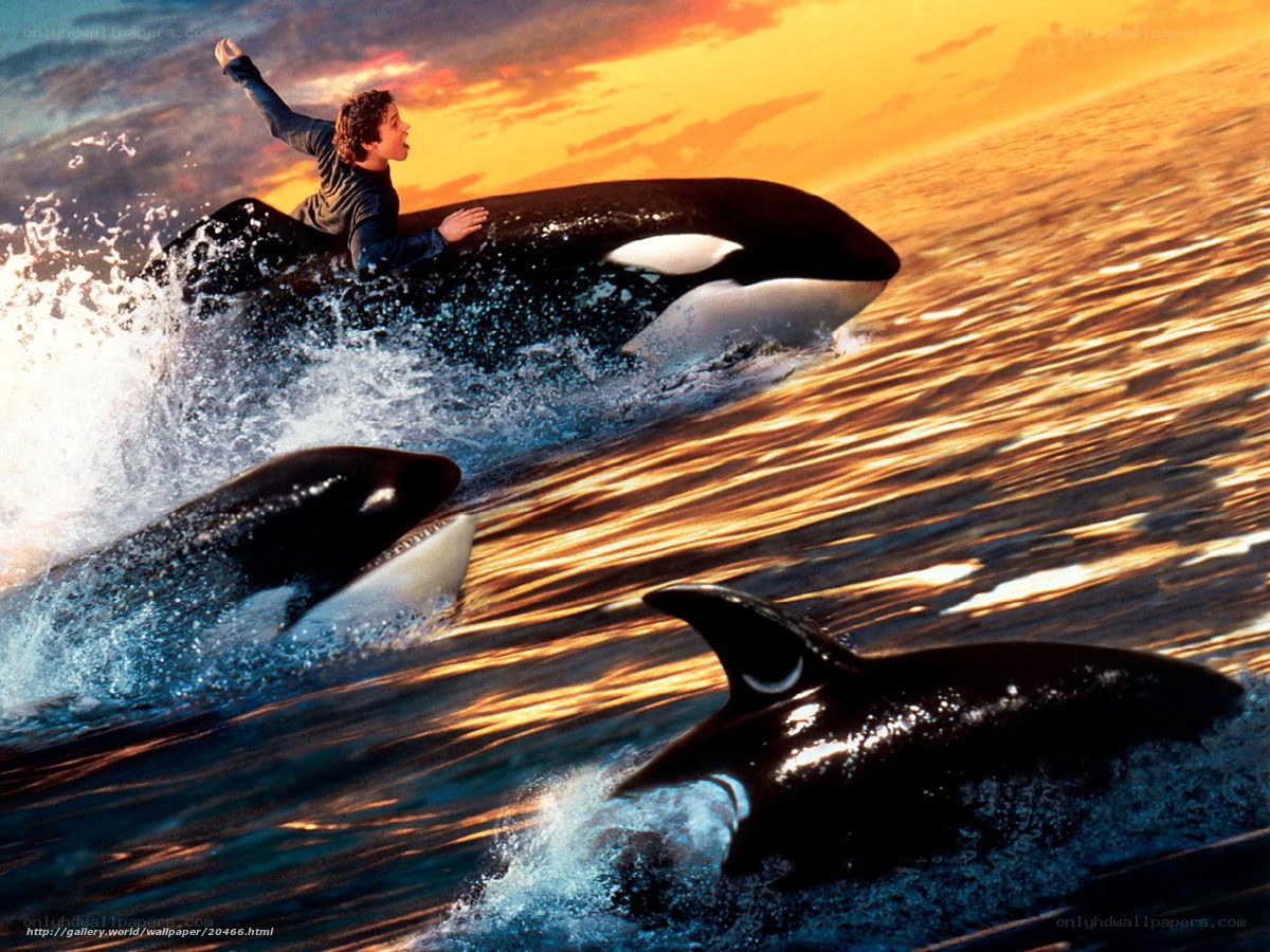 Boy riding orca whale
