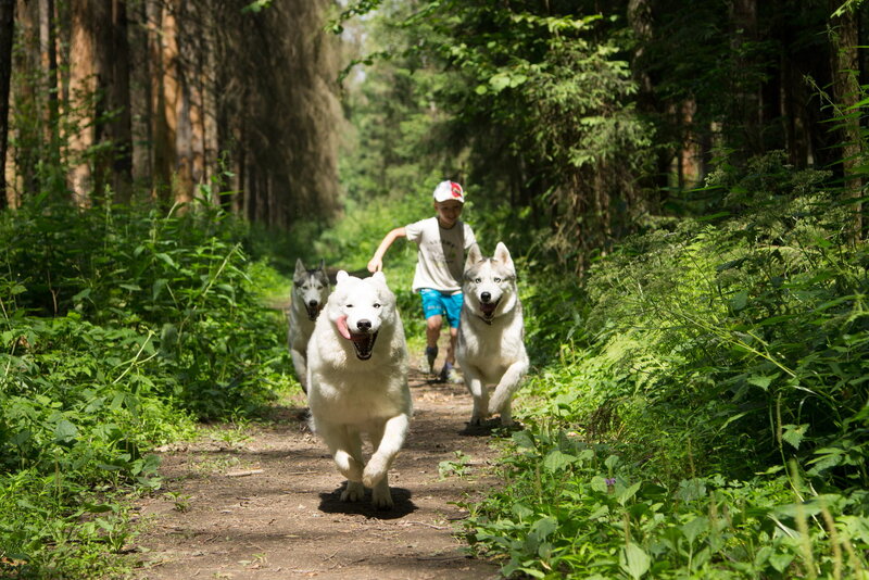 Boy Running with Huskies