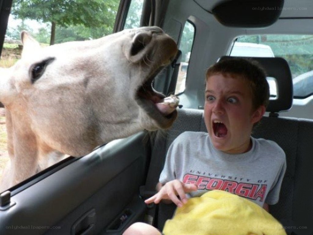 Boy scared by horse in car