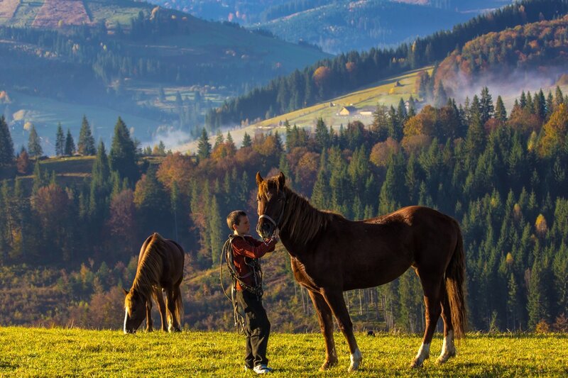 Boy with Horses in Field