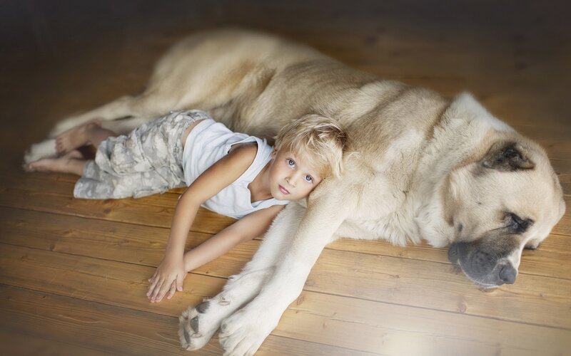 Boy with Large Dog — Brown, Calm