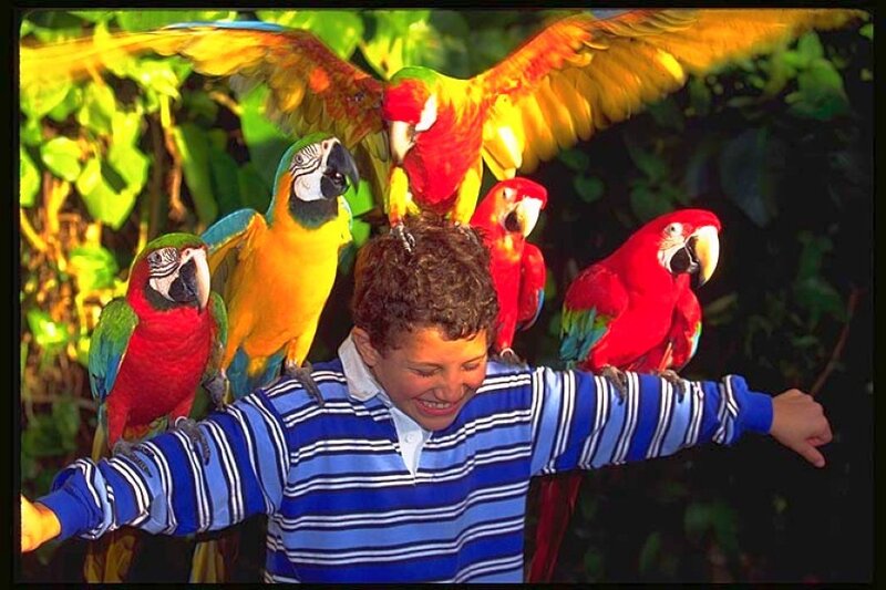 Boy with parrots on arms