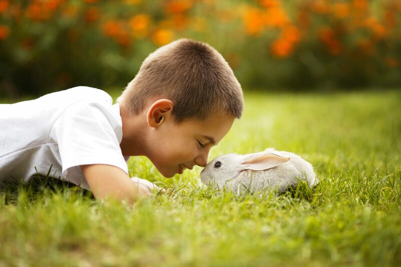 boy with rabbit in grass