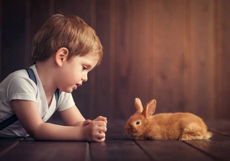 Boy with Rabbit