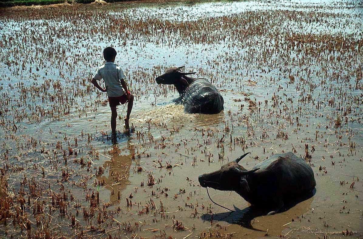 Boy with water buffaloes in paddy field