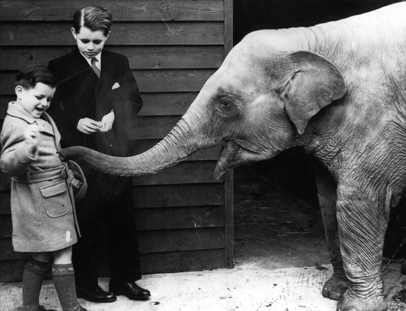 boys with elephant at zoo