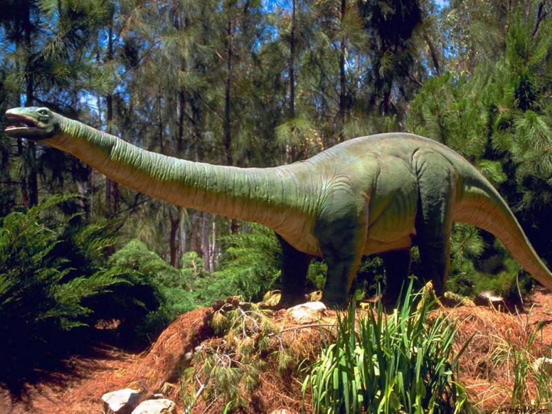 Brachiosaurus in forest