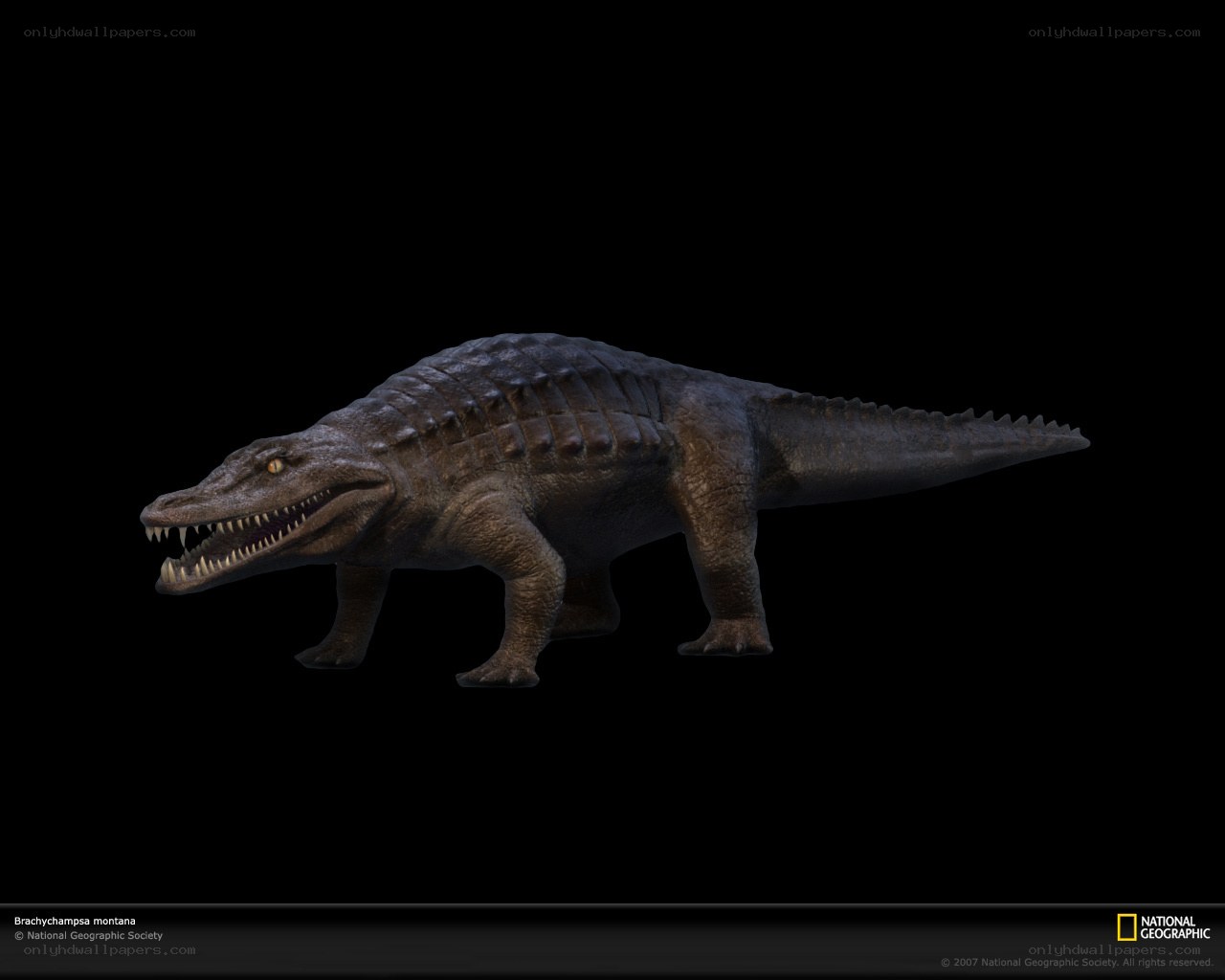 Brachychampsa montana dinosaur