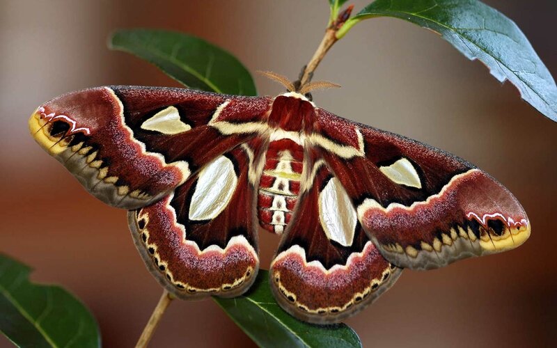 Brahmaea moth on a leaf