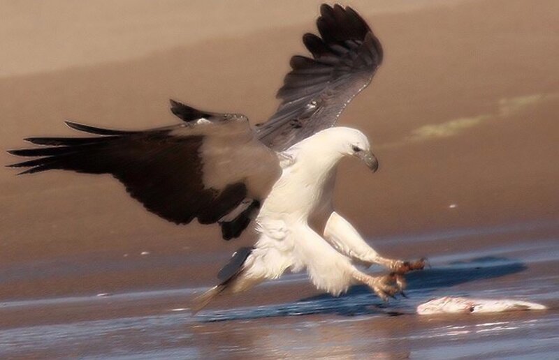Brahminy kite catching fish