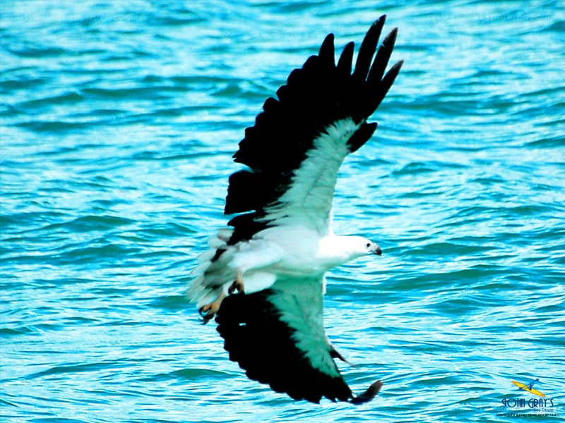 Brahminy kite flying over water