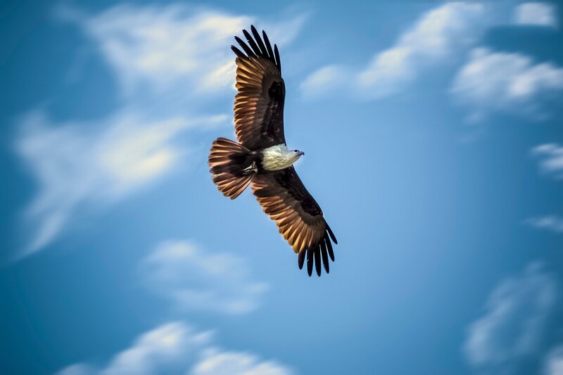 Brahminy Kite in Flight