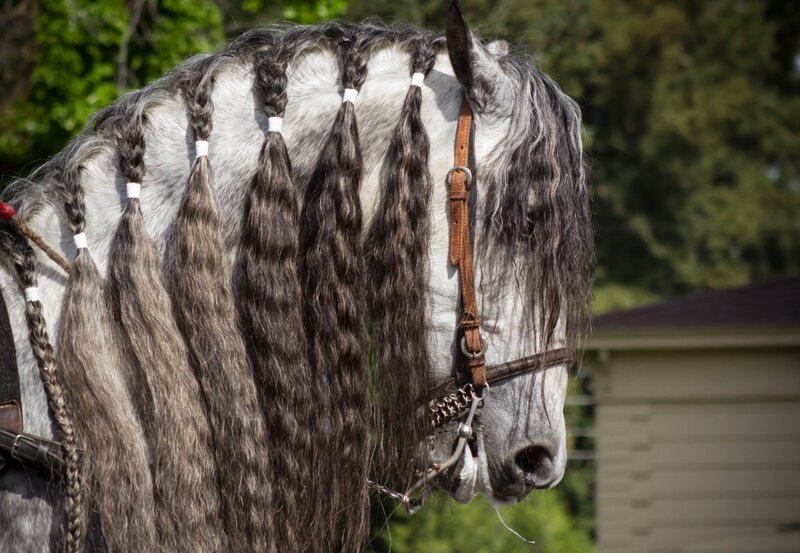 Braided Horse Mane — Gray