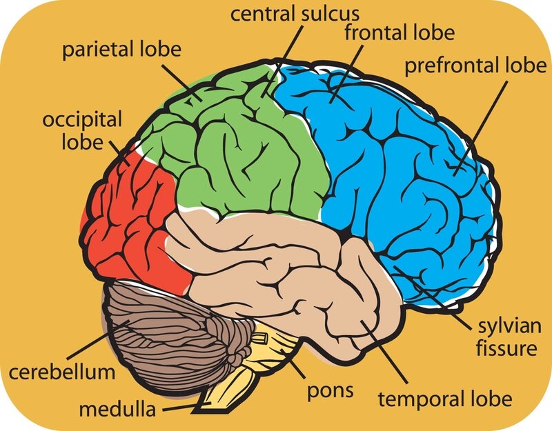 Brain anatomy diagram