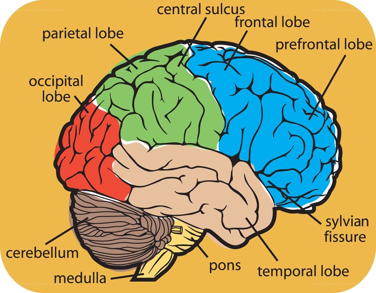Brain anatomy diagram