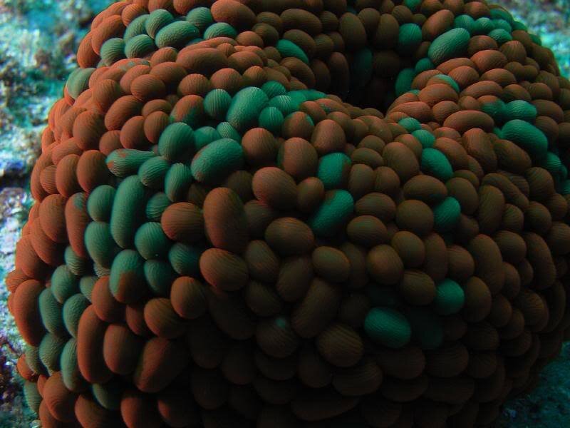 Brain Coral Colony