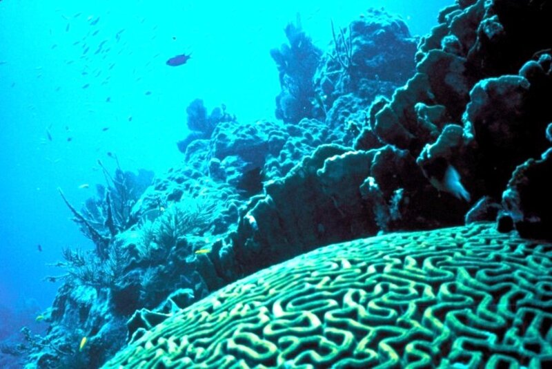 Brain Coral Reef