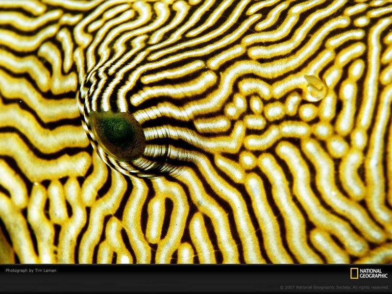 Brain Coral Surface